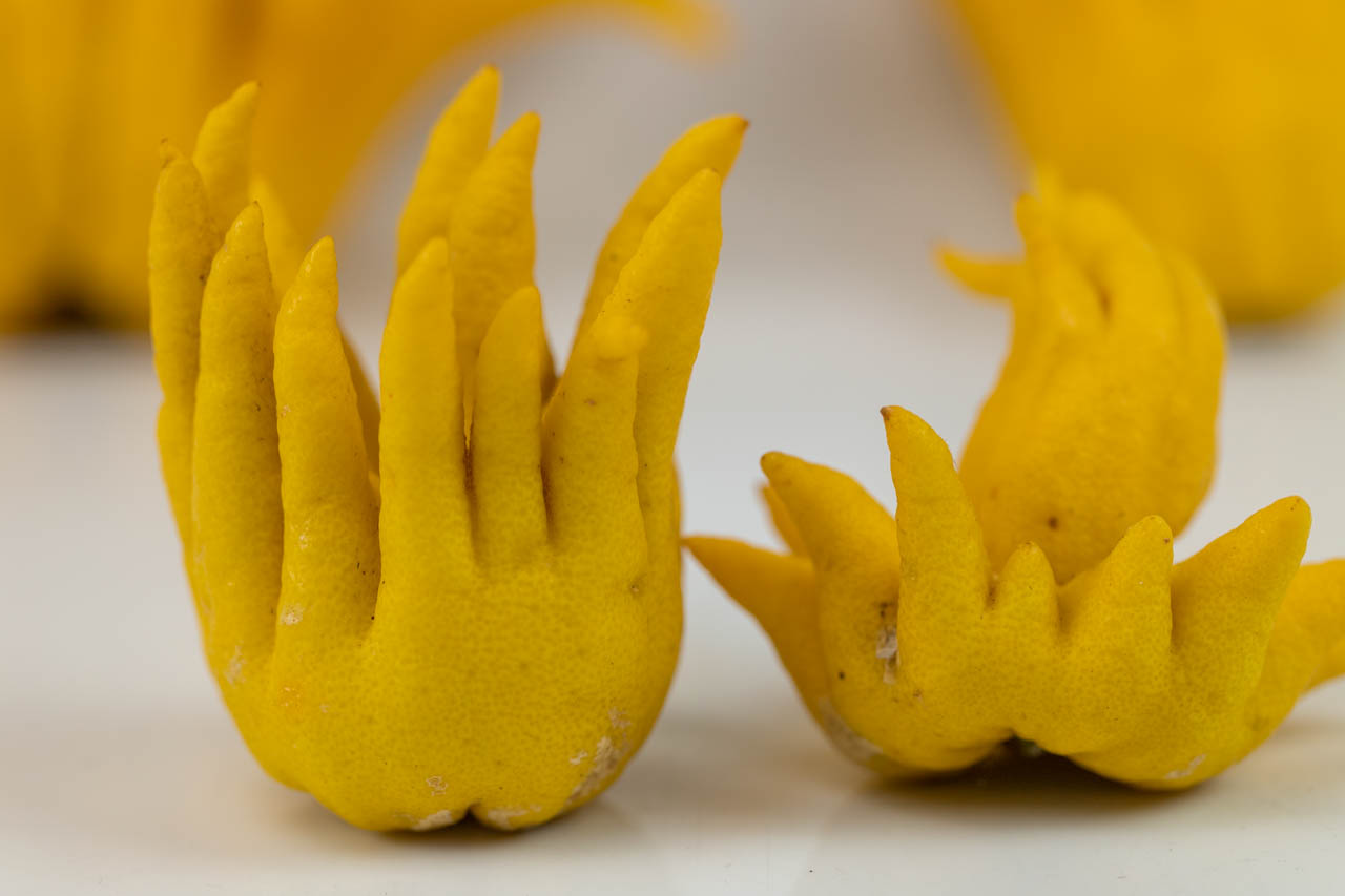 仏手柑(ぶっしゅかん） – ベジろう